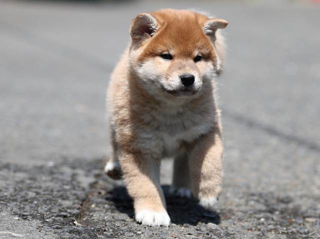 AI5I5928-puppy AI5I5928-puppy