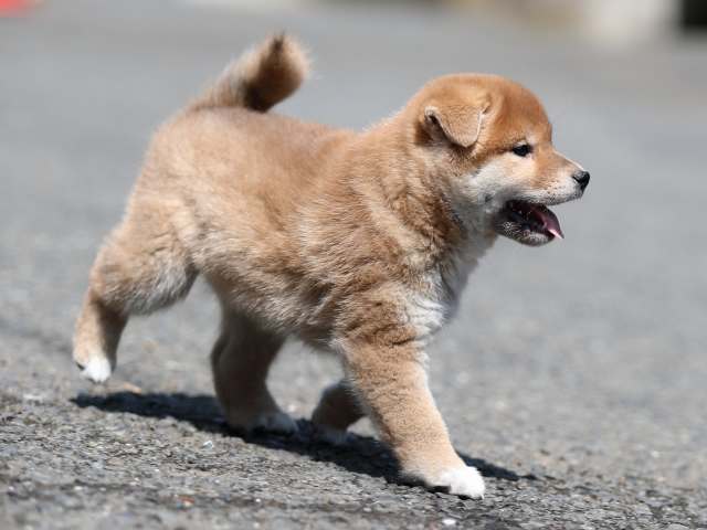 AI5I5952-puppy AI5I5952-puppy