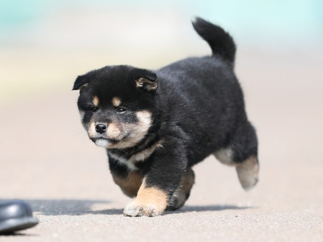 AI5I5985-puppy AI5I5985-puppy