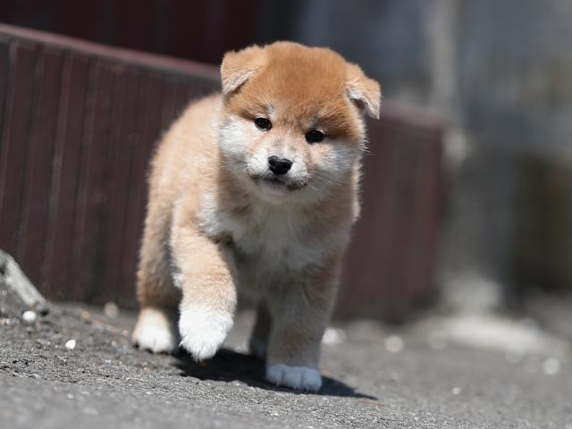 AI5I5994-puppy AI5I5994-puppy