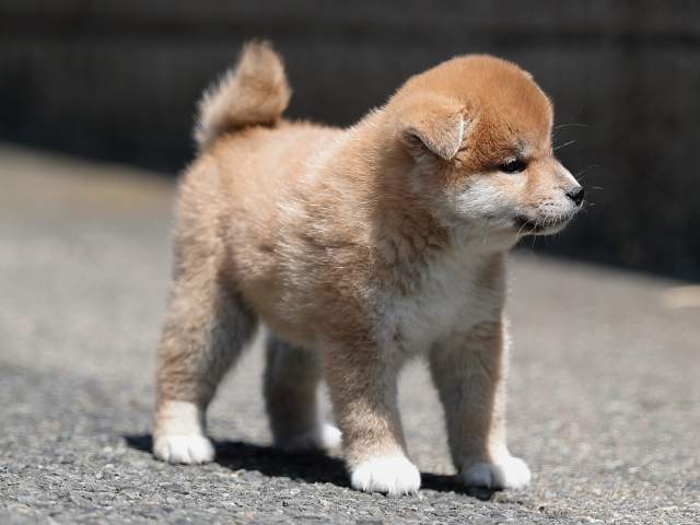 AI5I6082-puppy AI5I6082-puppy