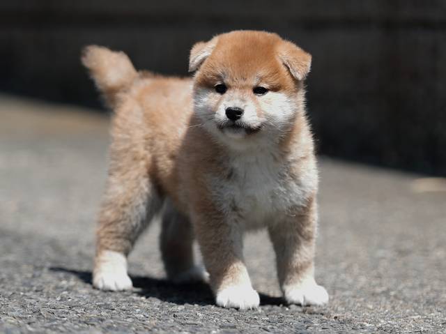 AI5I6090-puppy AI5I6090-puppy