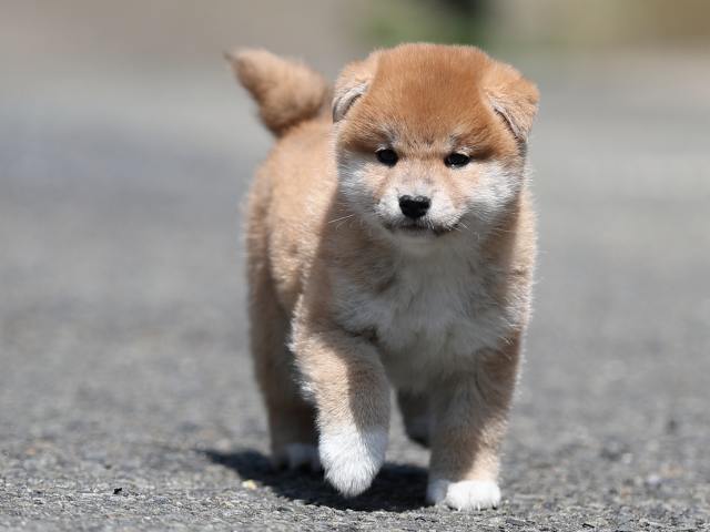 AI5I6116-puppy AI5I6116-puppy