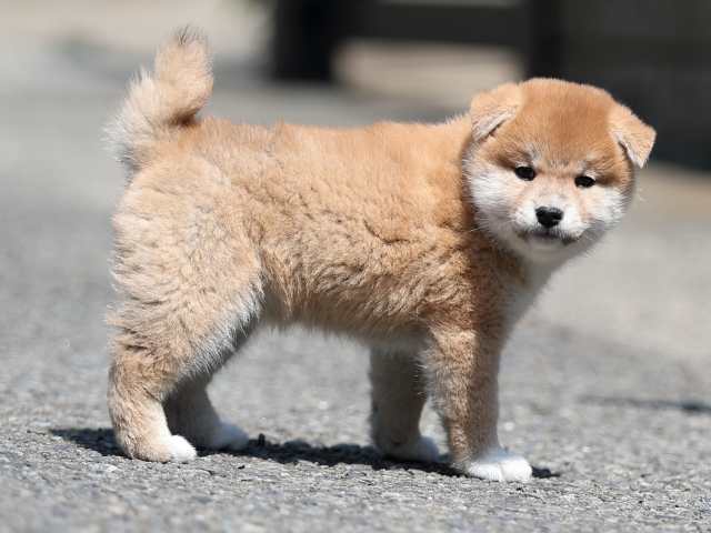 AI5I6140-puppy AI5I6140-puppy