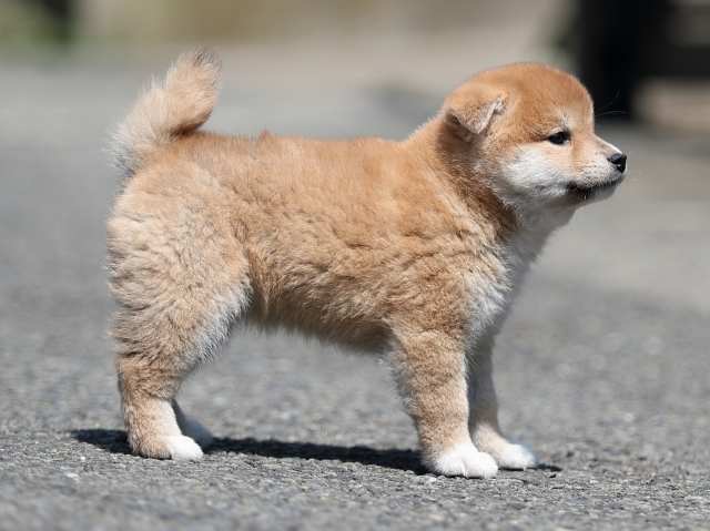 AI5I6158-puppy AI5I6158-puppy