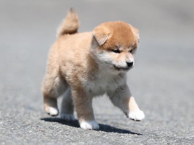 AI5I6266-puppy AI5I6266-puppy