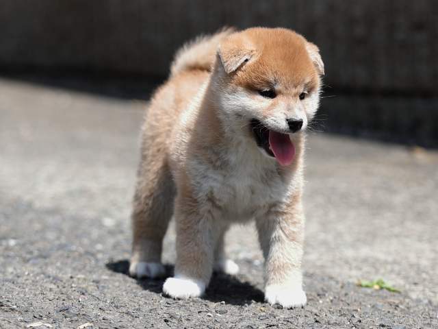 AI5I6300-puppy AI5I6300-puppy
