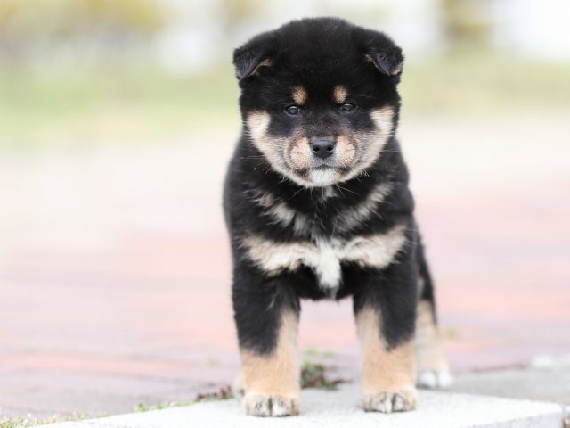 AI5I6675-puppy AI5I6675-puppy