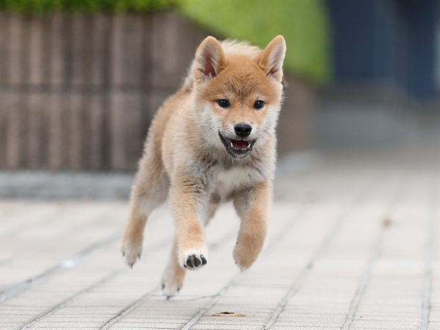 AI5I6725-puppy AI5I6725-puppy