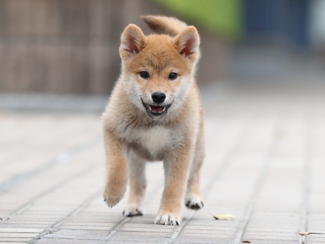 AI5I6742-puppy AI5I6742-puppy