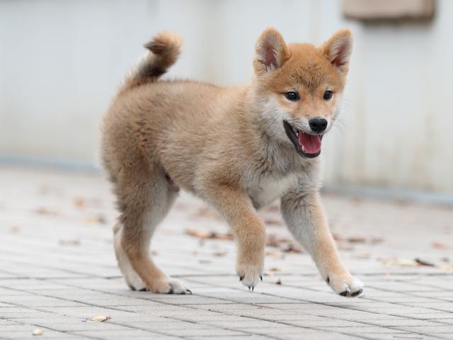 AI5I6752-puppy AI5I6752-puppy