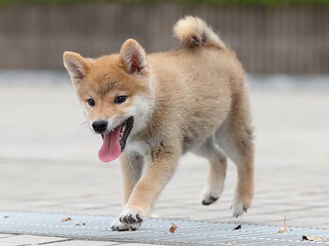 AI5I6805-puppy AI5I6805-puppy