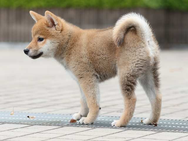 AI5I6866-puppy AI5I6866-puppy