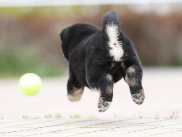 AI5I6867-puppy AI5I6867-puppy