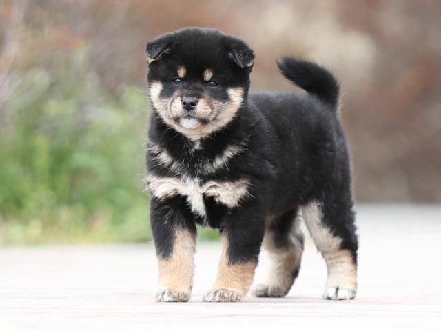 AI5I6896-puppy AI5I6896-puppy