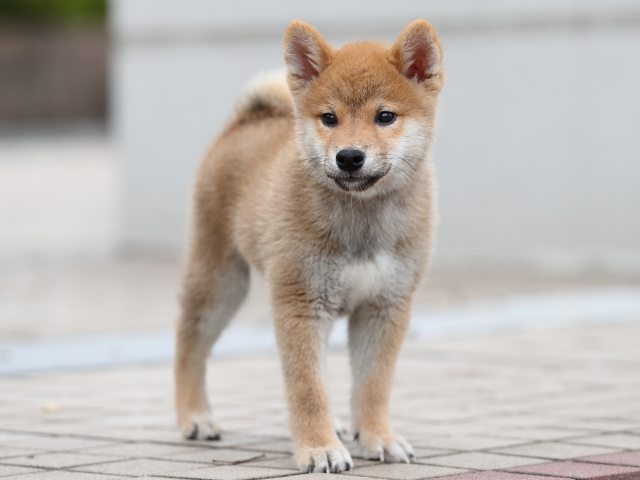 AI5I6912-puppy AI5I6912-puppy