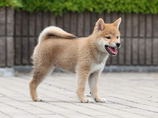 AI5I6937-puppy AI5I6937-puppy