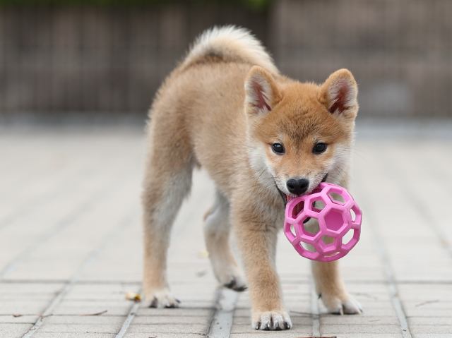 AI5I6943-puppy AI5I6943-puppy