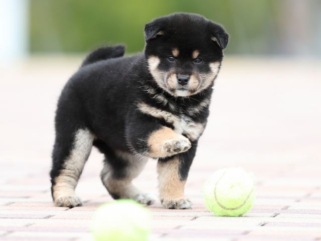 AI5I6971-puppy AI5I6971-puppy