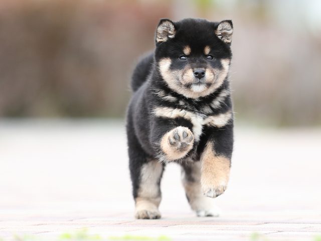 AI5I7111-puppy AI5I7111-puppy