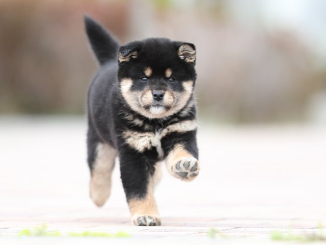 AI5I7112-puppy AI5I7112-puppy