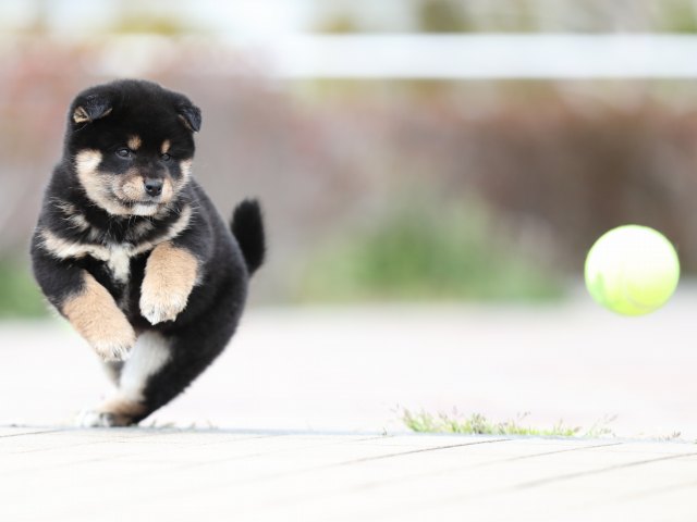 AI5I7162-puppy AI5I7162-puppy