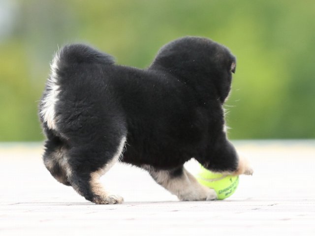 AI5I7189-puppy AI5I7189-puppy