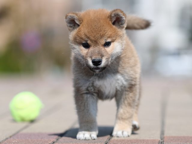 AI5I7321-puppy AI5I7321-puppy