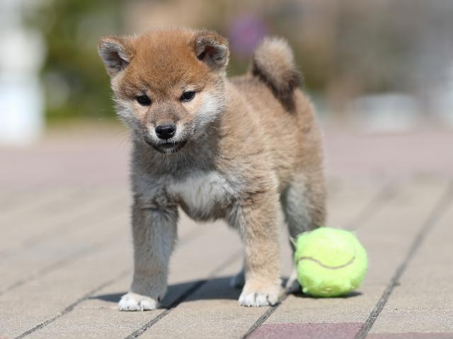 AI5I7340-puppy AI5I7340-puppy