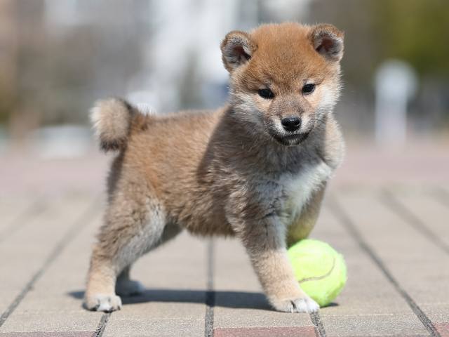 AI5I7350-puppy AI5I7350-puppy