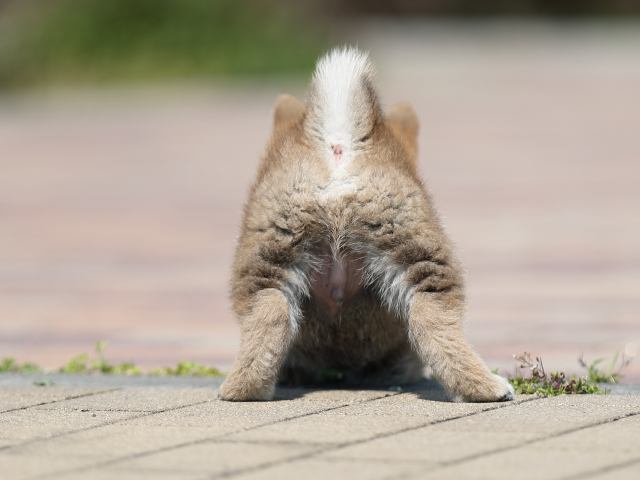 AI5I7370-puppy AI5I7370-puppy