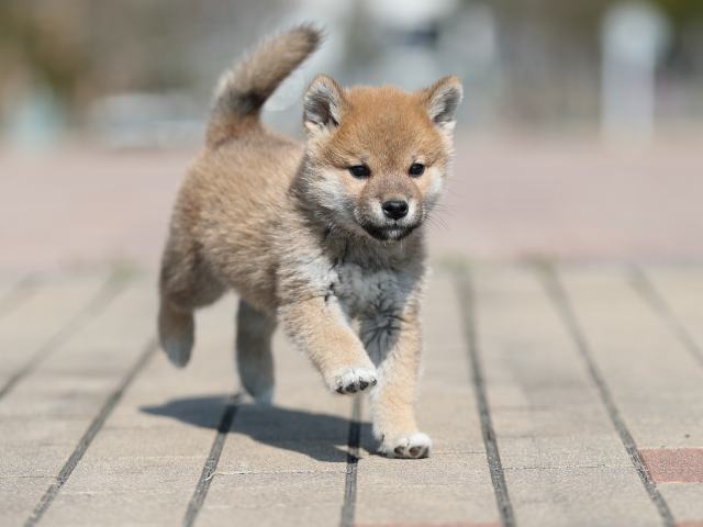 AI5I7384-puppy AI5I7384-puppy