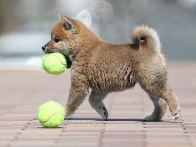 AI5I7404-puppy AI5I7404-puppy