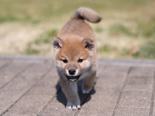 AI5I7426-puppy AI5I7426-puppy