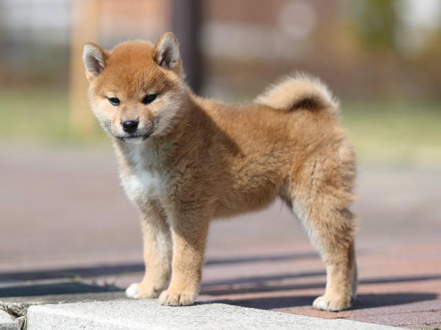 AI5I7531-puppy AI5I7531-puppy