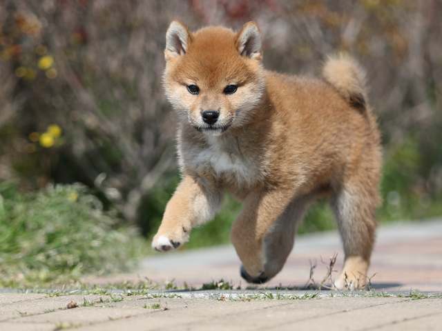 AI5I7539-puppy AI5I7539-puppy