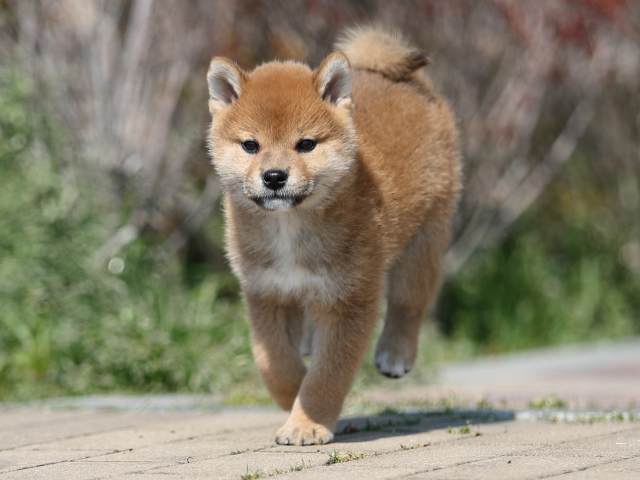 AI5I7542-puppy AI5I7542-puppy