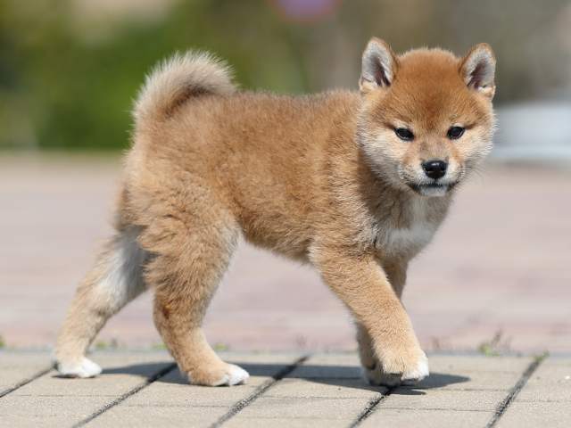 AI5I7589-puppy AI5I7589-puppy