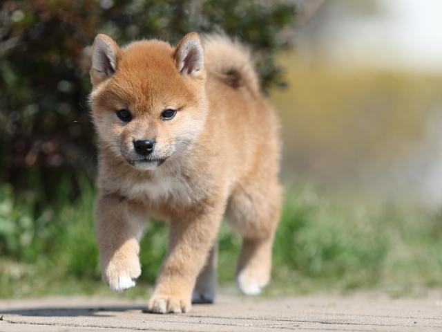 AI5I7617-puppy AI5I7617-puppy