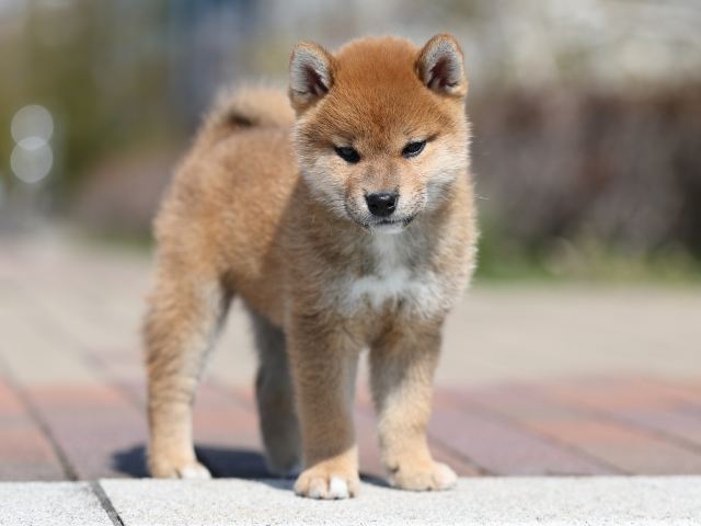 AI5I7746-puppy AI5I7746-puppy