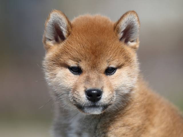 AI5I7759-puppy AI5I7759-puppy