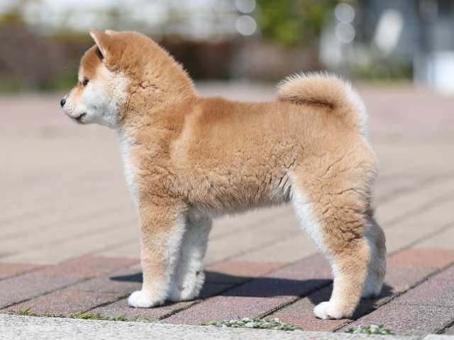AI5I7766-puppy AI5I7766-puppy