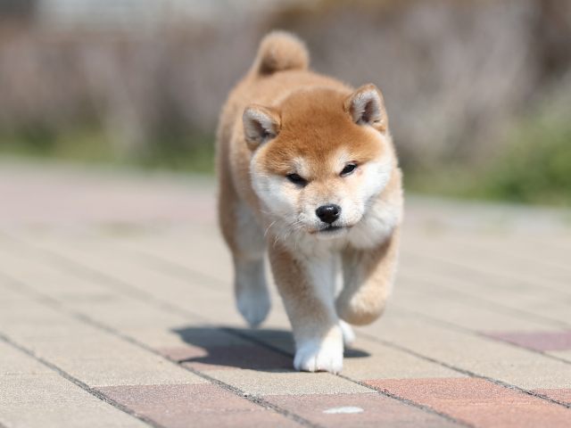 AI5I7818-puppy AI5I7818-puppy