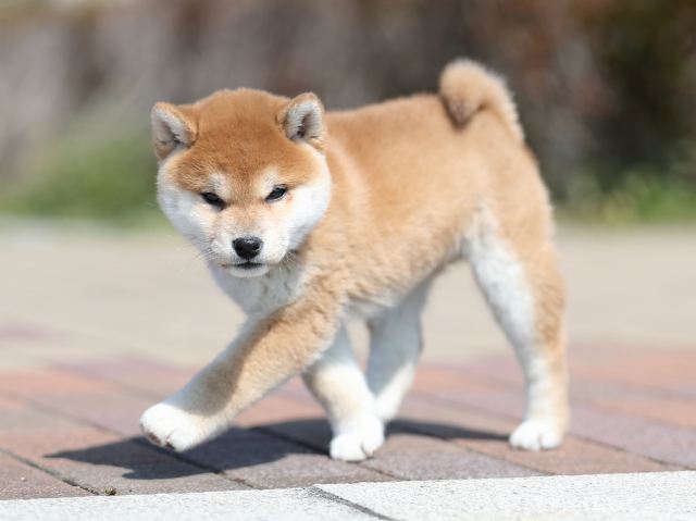 AI5I7870-puppy AI5I7870-puppy