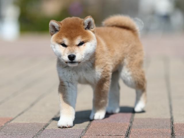 AI5I7893-puppy AI5I7893-puppy