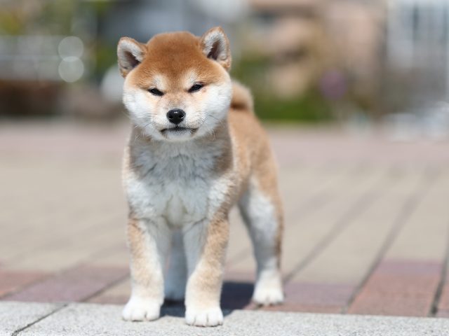 AI5I7901-puppy AI5I7901-puppy
