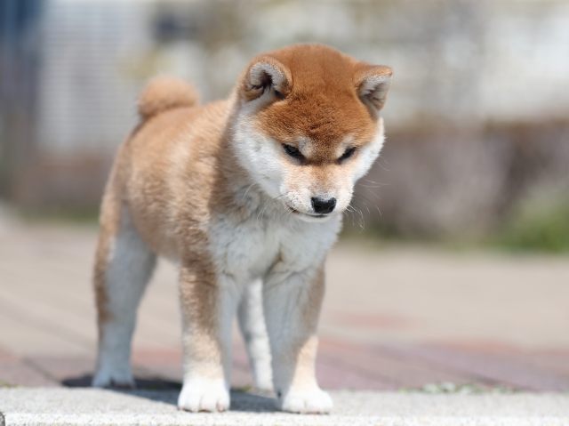AI5I7964-puppy AI5I7964-puppy