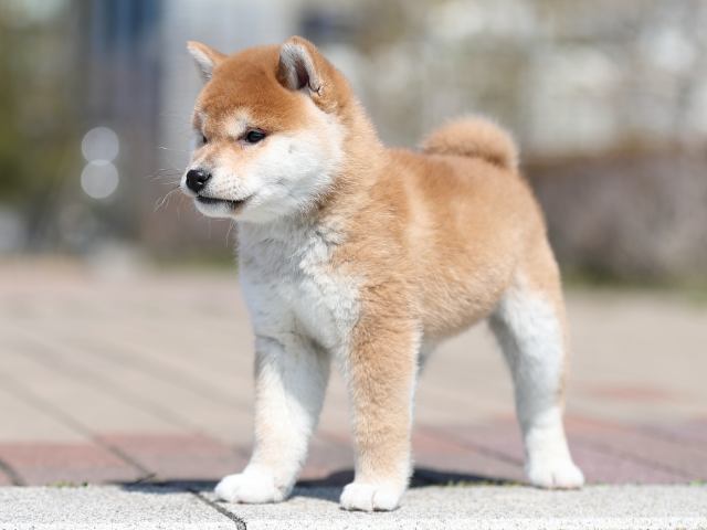 AI5I7977-puppy AI5I7977-puppy