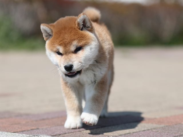 AI5I8019-puppy AI5I8019-puppy