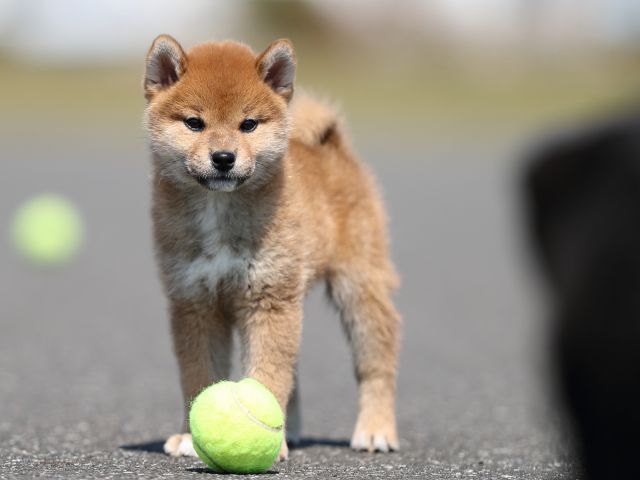 AI5I8397-puppy AI5I8397-puppy